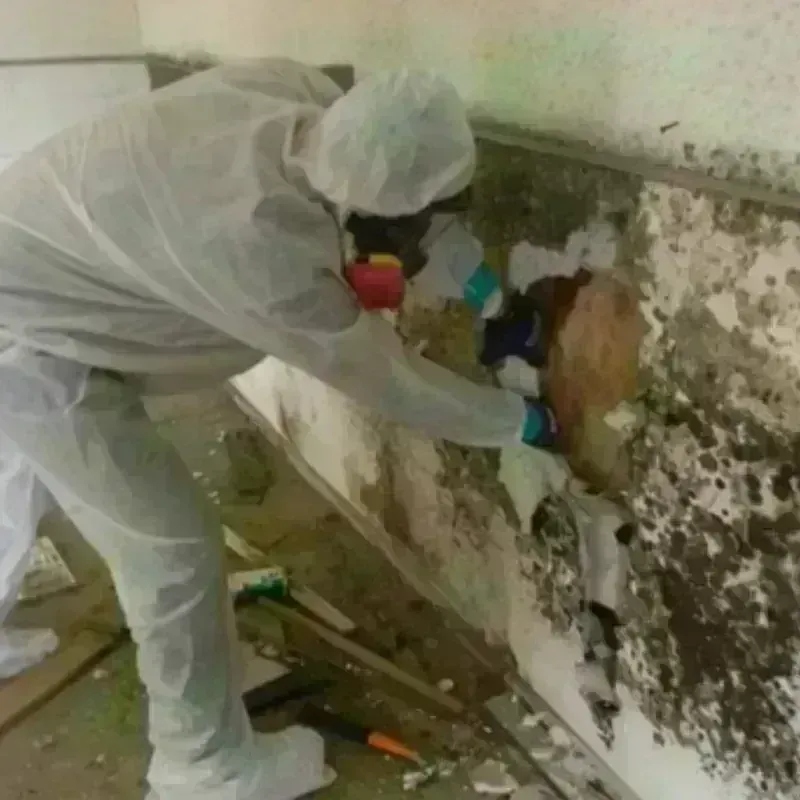 Mold Remediation and Removal in Shannon, GA